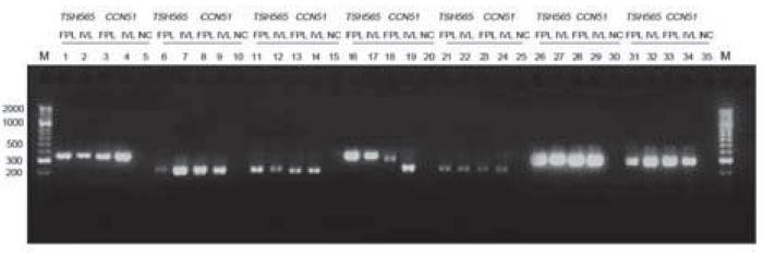 Amplification of different SSRs in agarose gel (3%) separation PCR products for FPL and IVL from TSHS565 and CCN51. Numbered lanes from left to right with the molecular marker (M: Gene ruler 50bp DNA HyperLadder(r) Bioline) (Lanes 1 and 37), mTc-UniCamp5 (lanes 1-4), mTc-CIR12 (6-9), mTc-UniCamp1 (11-14), mTc-CIR40 (16-19), mTc-UniCamp4 (21-24), mTc-UniCamp3 (26-29), mTc-UniCamp2 (31-34), negative controls (NC) (5, 10, 15, 20, 25, 30, 35).
