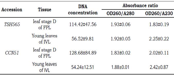 Quality and quality (OD260/A280-OD260/A230) of DNA isolated from field plants leaves (FPL) and in vitro plantlets leaves (IVL) of TSH565 and CCN51 with protocol for genomic DNA PowerPlant(r) with sorbitol buffer.