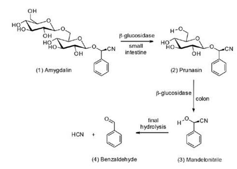 Metabolic pathway of amygdalin in mammals. Adapted from (Kuroki and Poulton, 1986)