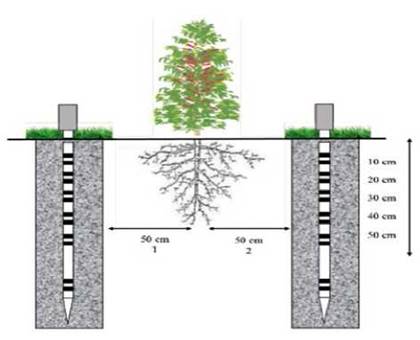 Schematic diagram of the method employed in the field to monitor the volumetric soil moisture profile around a coffee plant.