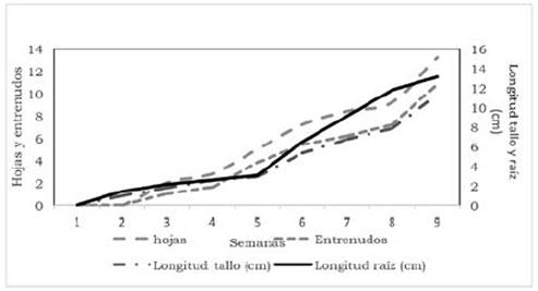 Promedios de crecimiento de Solanum nigrum L.: hojas, entrenudos, longitud del tallo y de ra&iacute;z, durante las fases germinaci&oacute;n y desarrollo.