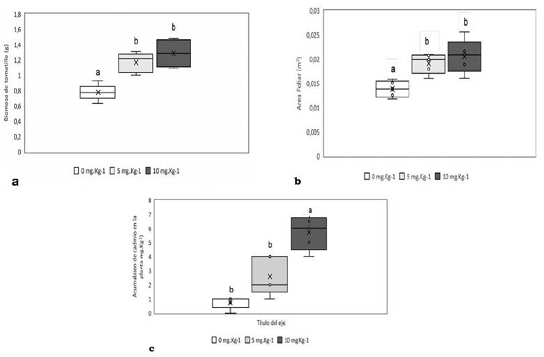 (a) Biomasa acumulada. (b) &aacute;rea foliar. (c) Cadmio acumulado en plantas de Solanum nigrum L. con aplicaciones de 0, 5, 10 y 10 mg/kg de cadmio. Letras distintas indican diferencias significativas de medias de tratamientos (P < 0.05).