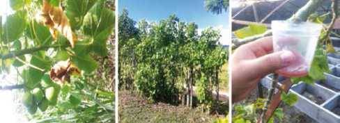 Recolección de resina de Jatropha curcas de plantaciones de 3.5 años de edad.