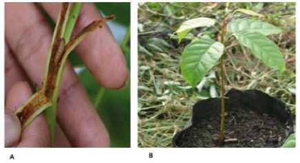 A) Larvas de H. grandella y B) plantas de S. macrophylla