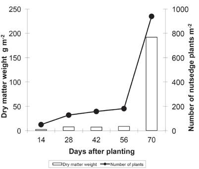 Dry matter weight and number of nutsedge plants as a function of different periods of coexistence with elephant grass in Valença, RJ, in 2014.