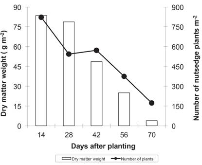 Dry matter weight and number of nutsedge plants as a function of different periods of weed control in Valenga, RJ, in 2014.