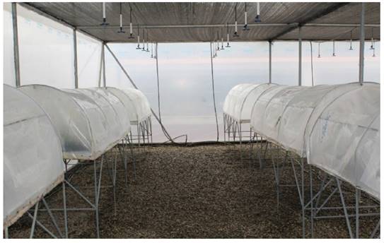 Microtunnels used for the rooting of sacha inchi cuttings. Instituto de Investigaciones de la Amazonia, San Mart&iacute;n, Per&uacute;.