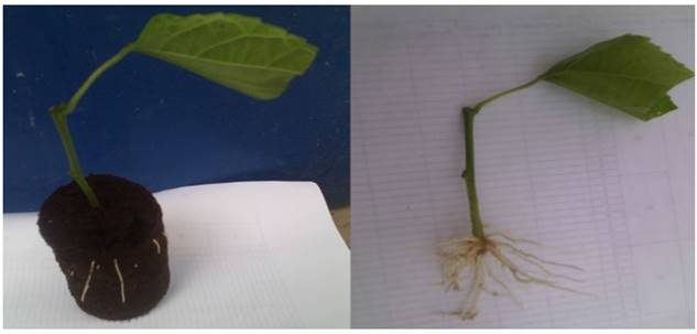 Cuttings of sacha inchi with 75 cm2 of leaf area rooted in microtunnels with Jiffy pellets and 2000 ppm of IBA, 12 days after the treatment. Instituto de Investigaciones de la Amazonia, San Mart&iacute;n, Per&uacute;.