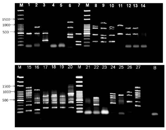 Duplex-PCR Simultaneous duplex amplification of the nifH and nodC genes in legume isolates: Mimosa tenuiflora (Willd.) Poir., Piptadenia stipulacea (Benth.) Ducke and Mimosa caesalpiniifolia Benth. from the Brazilian Dry Forest for molecular authentication. Legend: M: Amresco 100 pb, 1:JBR13, 2: SBR15, 3:JBS06, 4:JBR02, 5: SBR10, 6:JPP18, 7:SBR01, 8:SBR20, 9:JPP13, 10:SBR02, 11: SBR06, 12:JBR06, 13:JBR12, 14:JBR09, 15: SBR19, 16:JBR16, 17:JBR05, 18:JBR11, 19:JBR14, 20:JBR42, 21 :JBR18, 22:JPP08.2, 23:JPP14, 24:SBR04, 25:JBS02, 26:SBR14, 27:JBS05, B: Branco.