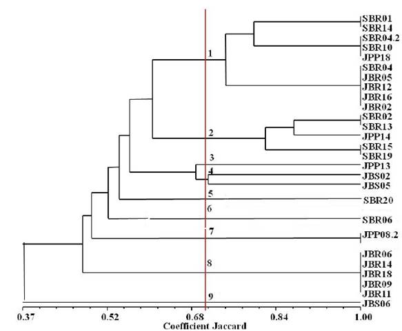 Dendrogram of similarity resulting from the morphological and physiological characteristics of the nodule isolates of Mimosa tenuiflora (Willd.) Poir., Piptadenia stipulacea (Benth.) Ducke and Mimosa caesalpiniifolia Benth. from the Brazilian Dry Forest.