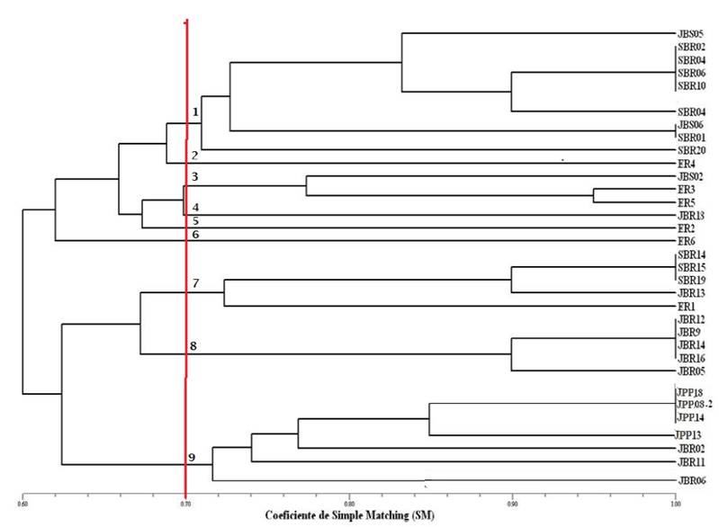 Similarity dendrogram resulting from the BOX-PCR fingerprinting marker of species nodule isolates of Mimosa tenuiflora (Willd.) Poir., Piptadenia stipulacea (Benth.) Ducke and Mimosa caesalpiniifolia Benth. from the Brazilian Dry Forest.