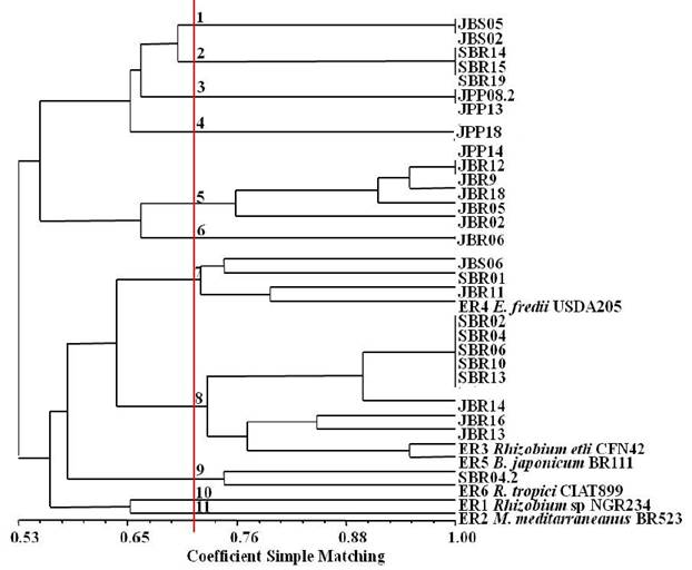 Similarity dendrogram resulting from the ERIC-PCR fingerprinting marker of species nodule isolates of Mimosa tenuiflora (Willd.) Poir., Piptadenia stipulacea (Benth.) Ducke and Mimosa caesalpiniifolia Benth. from the Brazilian Dry Forest.