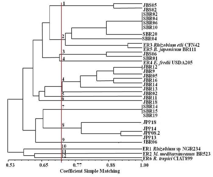 Dendrogram of similarity resulting from the compilation of BOX-PCR and ERIC-PCR fingerprinting markers of species nodule isolates of Mimosa tenuiflora (Willd.) Poir., Piptadenia stipulacea (Benth.) Ducke and Mimosa caesalpiniifolia Benth. from the Brazilian Dry Forest