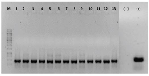 Amplificaci&oacute;n viral por PCR de un fragmento de 400pb que comprende desde la regi&oacute;n nonanucleotida conservada hasta el gen AR1 del genoma A de begomovirus. Gel de agarosa al 1% te&ntilde;ido con bromuro de etidio. 1, Sida acuta (Z2); 2, Malvastrum sp. (Z14); 3, Malvastrum sp. (Z16); 4, Rivina humilis (Z17); 5, Acalypha sp (Z19.); 6, Phaseolus vulgaris (V58); 7, Parthenium hysterophorus (V60); 8, No identificada (V62); 9, Euphorbia hirta (T119); 10, Rhynchosia minima (U137);11, No identificada (U157); 12, Rhynchosia minima (G177); 13, Euphorbia heterophyla (G181); (-); Control Negativo; (+), Control positivo; M, marcador de peso molecular Gene Ruler 1 kb DNA Ladder Fermentas.