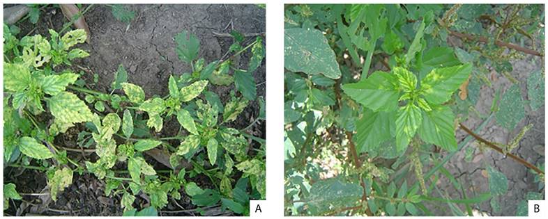 Nuevas arvenses como hospederos alternativos de begomovirus presentes en Zarzal, Valle del Cauca (Colombia). A, Sida acuta (Z2); B, Acalypha sp. (Z19).