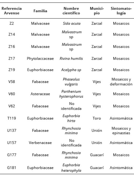 Clasificaci&oacute;n taxon&oacute;mica de arvenses positivas para begomovirus recolectadas en cultivos de aj&iacute; en el Valle del Cauca, Colombia.