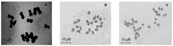 (a): 2n = 14 chromosome numbers of all genotypes of pearl millet; (b): 2n = 21 chromosome numbers of Napier grass COM-CO3 genotype; (c): 2n = 28 chromosome numbers of Napier grass genotypes Omuo-green, Omuo-purple, COM-CO-2 and COM-CO-4.