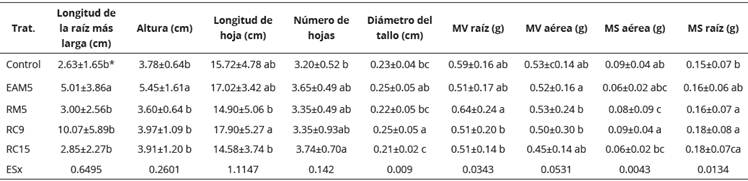 Influencia de las cepas de Bacillus en plantas de maíz (Zea mays L.) 21 días días postinoculación cultivadas en suelo Ferralítico Rojo Lixiviado Compactado, Gléyico y Nodular Ferruginoso, en invernadero.