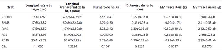 Influencia de las cepas de Bacillus en plantas de tomate (Solanum lycopersicum Mill.) 21 días postinoculación cultivada en suelo Ferralítico Rojo Lixiviado Compactado, Gléyico y Nodular Ferruginoso en invernadero.
