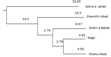 The neighbour joining (NJ) tree of Nei's genetic distance representing genetic relationships of five populations of dromedaries in north of Kerman. Values along the branches represent bootstrap support in percent from 1000 replications of resample loci.