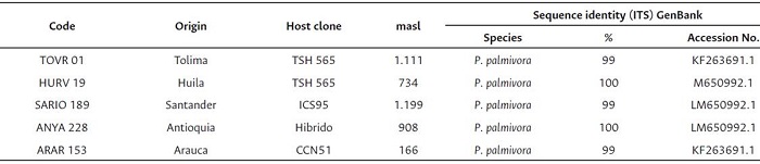 Phytophthora palmivora isolates collected from different cacao producing regions and materials of Colombia in 2014.