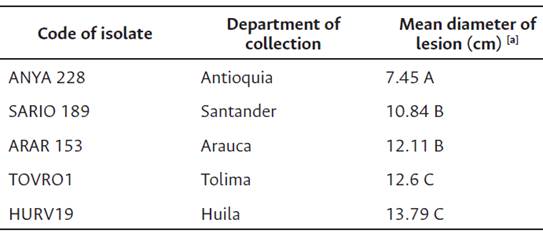 Virulencie of selected isolates of P. palmivora in detached fruits of five cocoa clones (CCN51, ICS95, EET8, TSH 565, IMC 67, PA 46). C.I. Nataima, Espinal, Tolima, Colombia.
