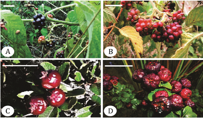 High Andean wild fruits of the genus Rubus and Hesperomeles. A: black siraca, B: red siraca, C: pacra, and D: capachu. The white bar indicates 1 cm.