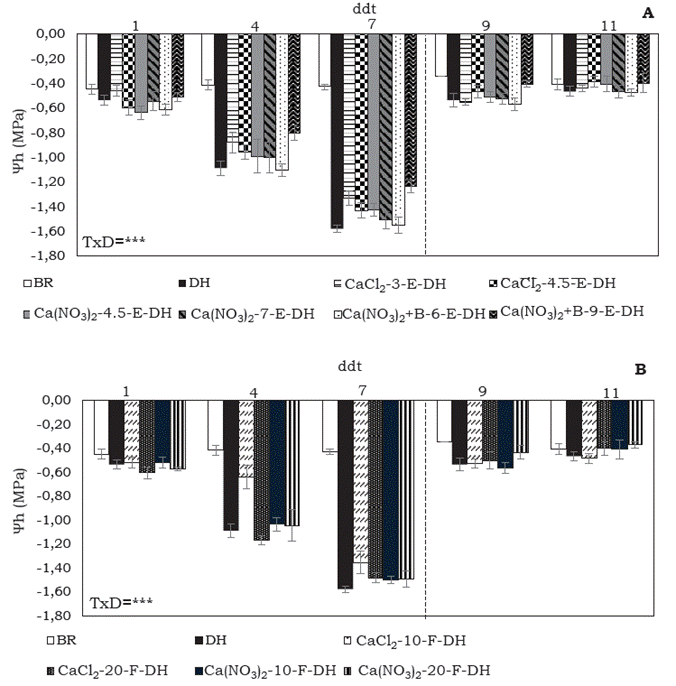 Potencial hídrico foliar (Ψh) de plantas de S. tuberosum L. grupo Phureja cv. criolla Colombia, bien regadas (BR) o con déficit hídrico (DH) sin y con aplicación de Ca de forma (A) edáfica (E): CaCl2 (3 g planta-1), CaCl2 (4.5 g planta-1), Ca(NO3)2 (4.5 g planta-1), Ca(NO3)2 (7 g planta-1), Ca(NO3)2 + B (6 g planta-1) y Ca(NO3)2 + B (9 g planta-1), y (B) foliar (F): CaCl2 (10 mM planta-1), CaCl2 (20 mM planta-1), Ca(NO3)2 (10 mM planta-1) y Ca(NO3)2 (20 mM planta-1). n= 4. La línea punteada vertical indica el inicio del riego (7 ddt). Las barras se presentan con la desviación estándar. Los valores de probabilidad obtenidos del modelo lineal mixto generalizado indican significancia a P≤0.001 (***).