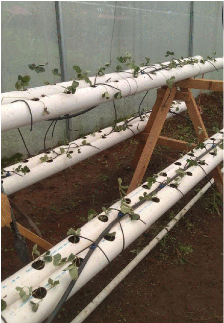 Sistema hidrop&oacute;nico piramidal.