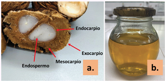 a. Anatoma del fruto de corozo (Attalea cohune). b. Aceite extrado de la palma de corozo.