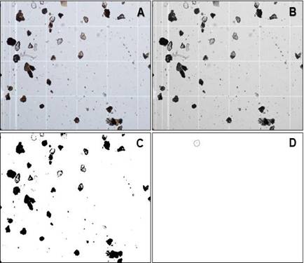 Procesamiento de la fotografa digital para el anlisis de imgenes. Nota. Fotografa original (A) convertida a un formato 8-bit (B), aplicacin del comando Threshold para maximizar los contrastes de grises (C) e identificacin automtica utilizando los rangos de rea y circularidad con el comando Analyze particle (D). Threshold y Analyze particle son comandos del programa de uso pblico ImageJ (Schneider et al., 2012).