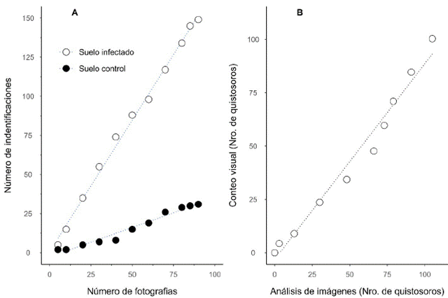 Sensibilidad, especificidad y exactitud del anlisis de imgenes. Nota. La figura 3A muestra la correlacin positiva y significativa (p<0.001) entre el nmero de identificaciones (y) y el aumento en las fotografas digitales (x) en el suelo con quistosoros (crculos blancos) y en el suelo control (crculos negros). El coeficiente de correlacin (r2) fue 0.996 para el suelo infectado y 0.971 para el suelo control. La lnea punteada representa la regresin lineal, cuya ecuacin fue y=1.679x para el suelo infectado e y=0.367x para el suelo control. La figura B muestra una correlacin positiva y significativa (p<0.001) entre el nmero de quistosoros cuantificados con anlisis de imgenes mediante la rutina macro (y) y el nmero promedio de quistosoros cuantificados visualmente (x) en las mismas fotografas. La ecuacin de regresin, lnea punteada, result y=1.048x y el coeficiente de correlacin (r2) fue 0.983.