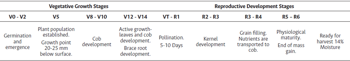 Maize Phenological stages (Ritchie and Hanway 1982)