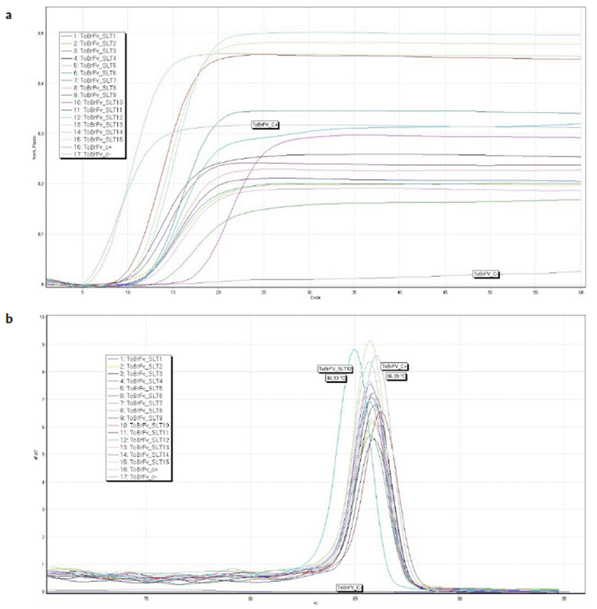 Resultados de deteccin del virus ToBRFV en semillas de tomate en Colombia mediante RT-LAMP. (a) Curvas de amplificacin por RT-LAMP de extractos de RNA. (b) Curvas de desnaturalizacin obtenidas por HRM. Se indican las temperaturas de melting (Tm) para el control positivo (ToBRFV_C+), y para la muestra de semilla con menor valor de Tm (ToBRFV_SLT12), as como el control negativo (ToBRFV-C-).