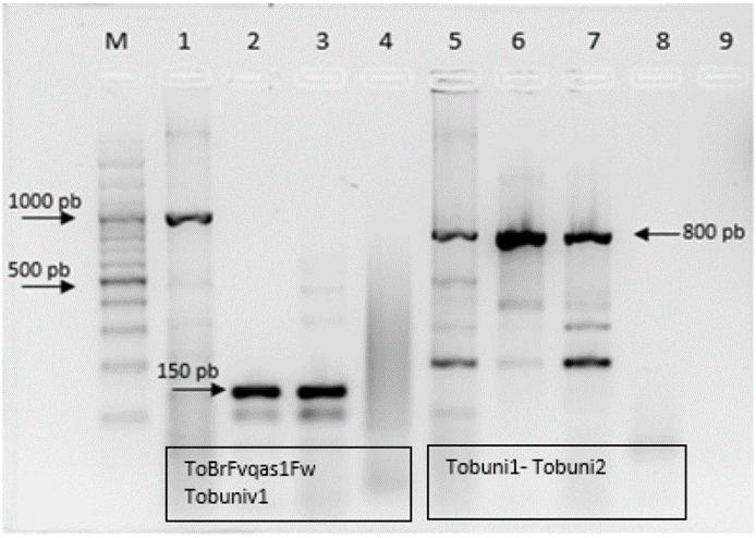 Corrido electrofortico en gel de agarosa al 1.5 % de productos de RT-PCR con los primers ToBrFV_qs1/Tob-Uni_1 (lneas 1 a 4) y Tob-Uni_1/Tob- Uni_2 (lneas 5 a 8) para la identificacin del virus ToBRFV en semillas de tomate en Colombia. M: marcador de peso molecular de 100 pb. 1: SLT5. 2: SLT14. 3: control positivo (ToBRFV_Italia). 4: control negativo (NTC). 5: SLT5. 6: SLT14. 7: control positivo (ToBRFV_Italia). 8: control negativo (NTC).