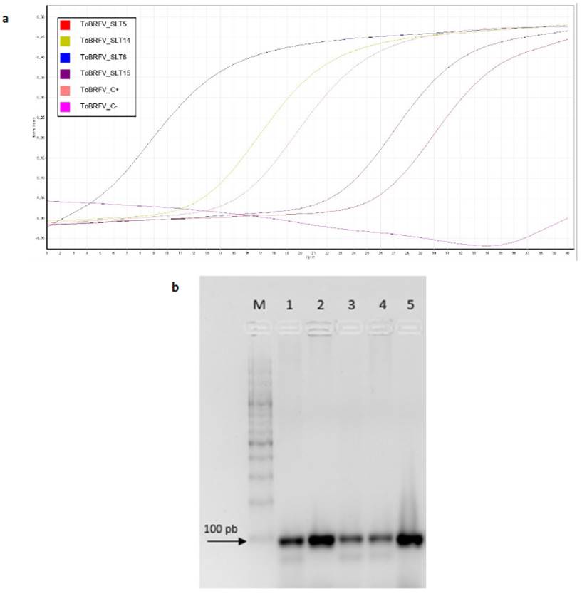 Resultados de deteccin del virus ToBRFV en semillas de tomate en Colombia mediante RT-qPCR Taqman. (a) Curvas de amplificacin a partir de extractos de RNA de semillas de tomate en Colombia. (b) Corrido electrofortico en gel de agarosa al 2 % de productos de RT-qPCR Taqman. M: marcador de peso molecular de 100 pb Thermo Scientific. Lneas 1 a 5: corresponden a las muestras de semilla de tomate SLT1 a SLT5, respectivamente.