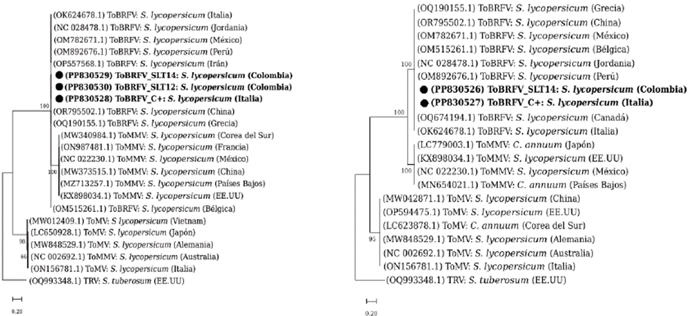 rboles filogenticos obtenidos a partir de secuencias de ToBRFV de Colombia y otros pases. (a) rbol construdo a partir de secuencias derivadas de amplicones con los primers B3-F3. (b) rbol construdo a partir de secuencias derivadas de amplicones con los primers Tob-Uni_1/Tob-Uni_2. Con fines comparativos se incluyeron secuencias de ToMMV y ToMV. Una secuencia del Tobacco rattle virus (TRV, Tobravirus tabaci) se utiliz como grupo externo para el enraizamiento de los rboles. Los nmeros sobre las ramas indican los valores de bootstrap.