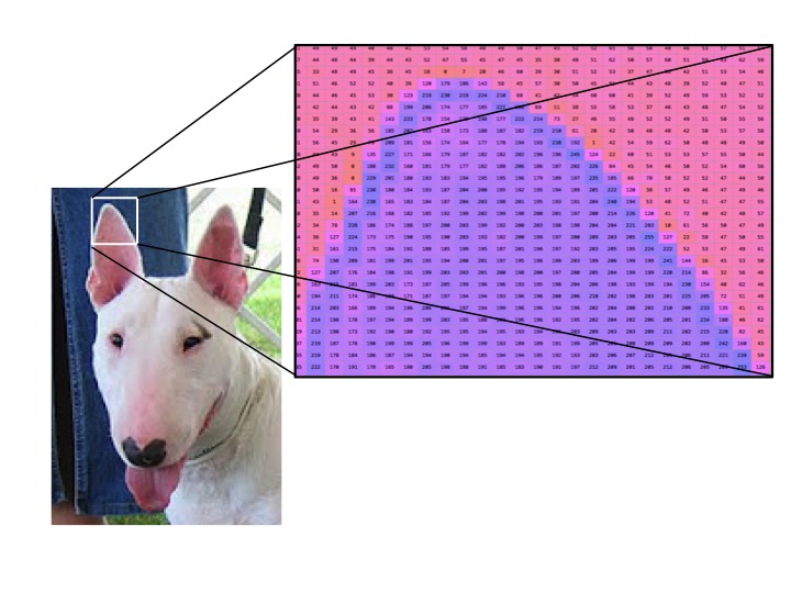 Una sección amplificada de una fotografía muestra como realmente una computadora percibe una imagen, en este caso la oreja de un perro descrita por una matriz de números.