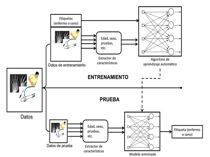Para reconocer si un paciente tiene cierta enfermedad o no, el ordenador obtiene un conjunto de datos mixtos el cual divide entre datos de entrenamiento y de prueba, una vez el algoritmo seleccionado es entrenado, se evalúa la precisión del modelo al predecir etiquetas de datos de prueba.