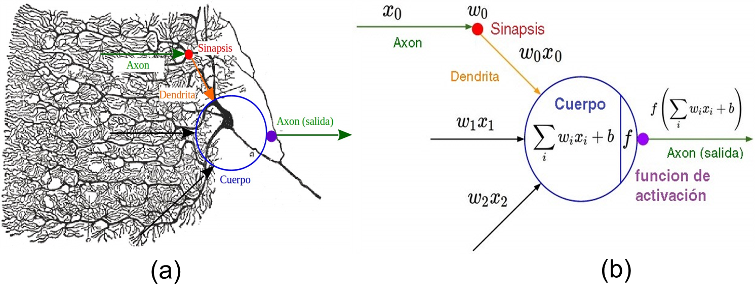 (a) Diagrama que muestra como el funcionamiento y la estructura de las redes neuronales biológicas inspiraron el funcionamiento netamente matemático del primer modelo de neurona artificial, el perceptrón (b).