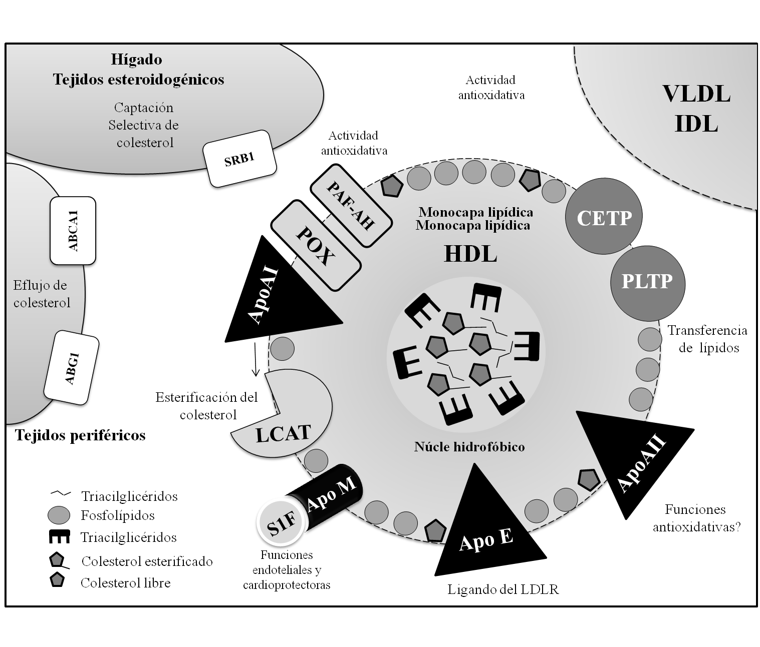 Representaci&oacute;n esquem&aacute;tica de los principales componentes prote&iacute;cos y lip&iacute;dicos de las HDL.