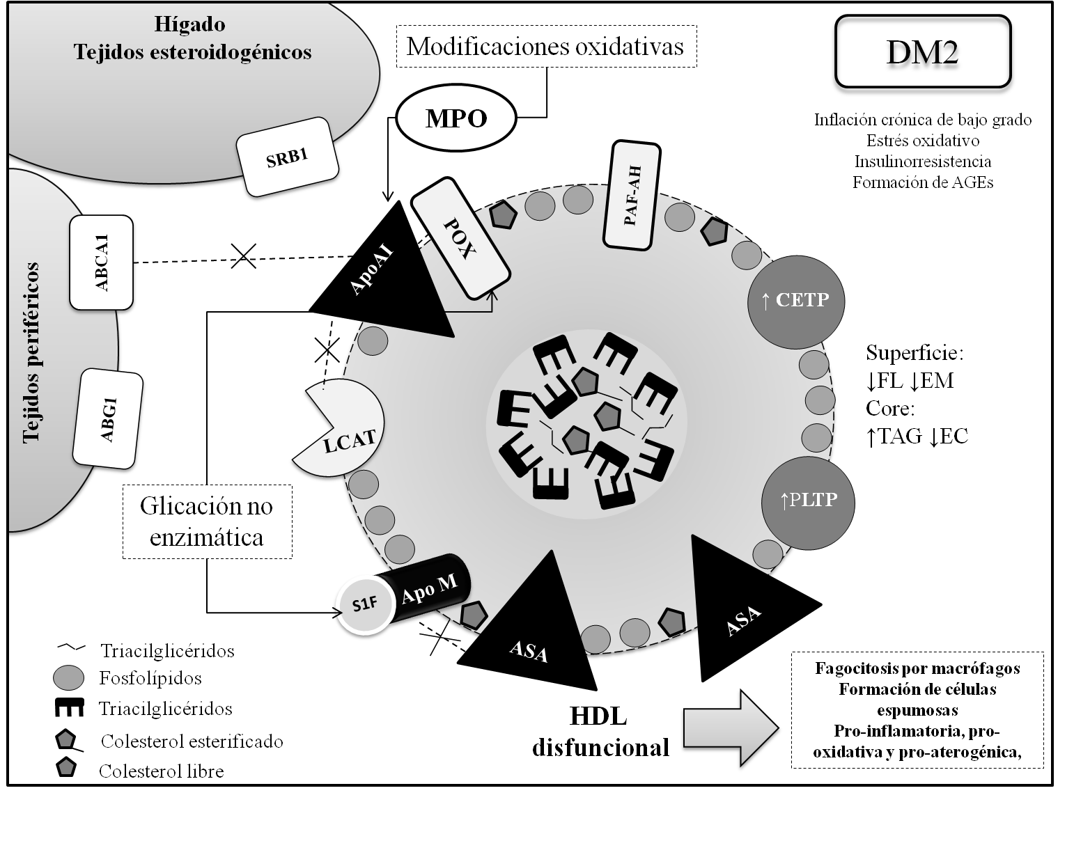 Modificaciones de los componentes proteicos y lip&iacute;dicos de las HDL que conllevan a su disfunci&oacute;n en la DM2.