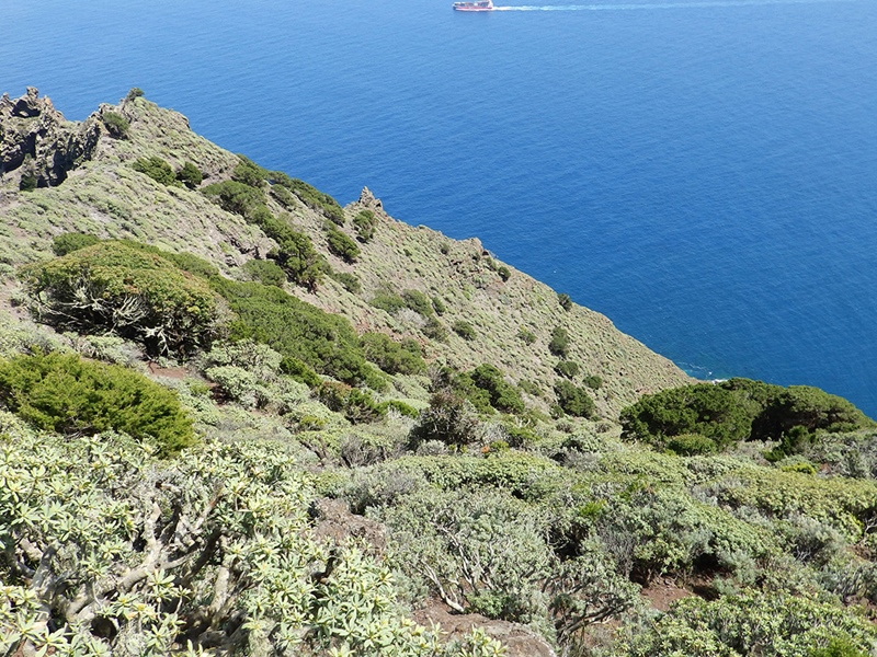 Vista de conjunto
del sabinar de la Punta de Anaga