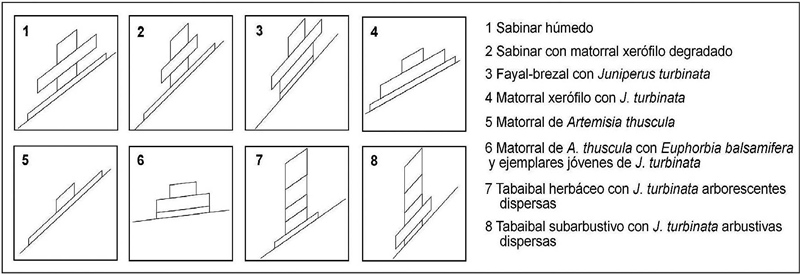 Pirámides de vegetación de los sabinares de Afur
(1-5) y Punta de Anaga (6-8)