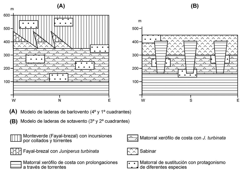 Esquema sinóptico de las unidades internas del sabinar de Afur