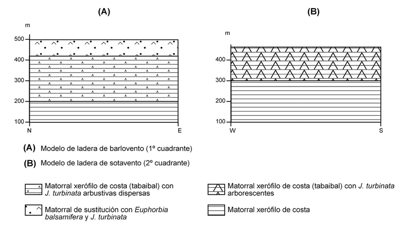 Esquema sinóptico de las unidades internas del sabinar de Punta de Anaga