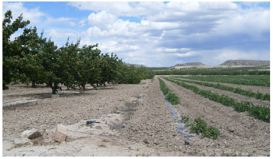 Diferentes cultivos en riego
localizado en Yéchar- Mula