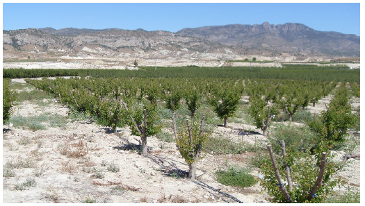 Plantación de melocotoneros con
riego localizado en Yéchar