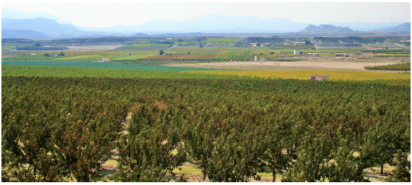  Cultivo de frutales en el área de la
concentración parcelaria de Yéchar. Octubre de 2016