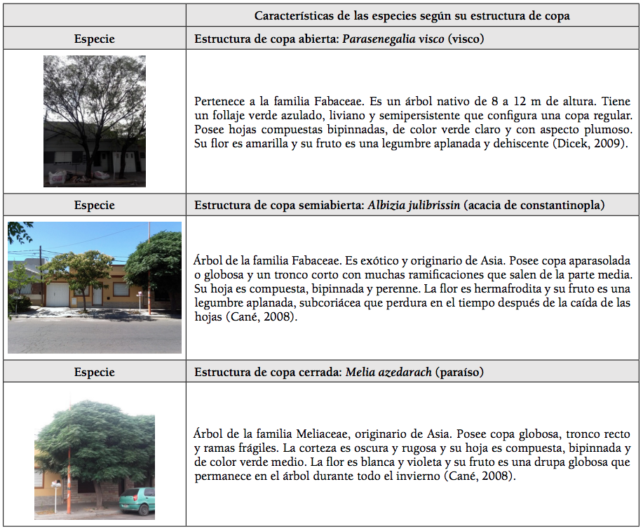 Especies representativas según forma de la copa